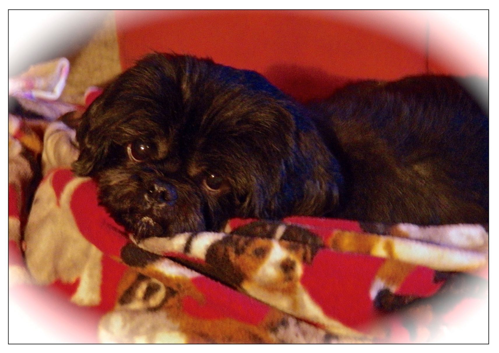 Pet of the Week 07.12.19 Zekey